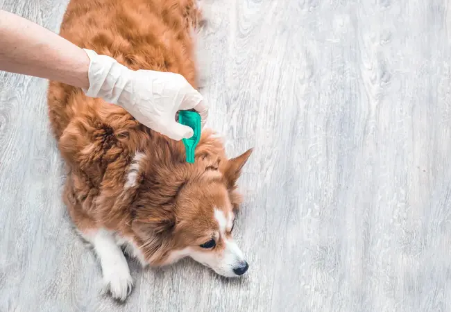 Adopting a Dog with Lyme Disease 2025: Vet Guide to Care & Prevention 🐾