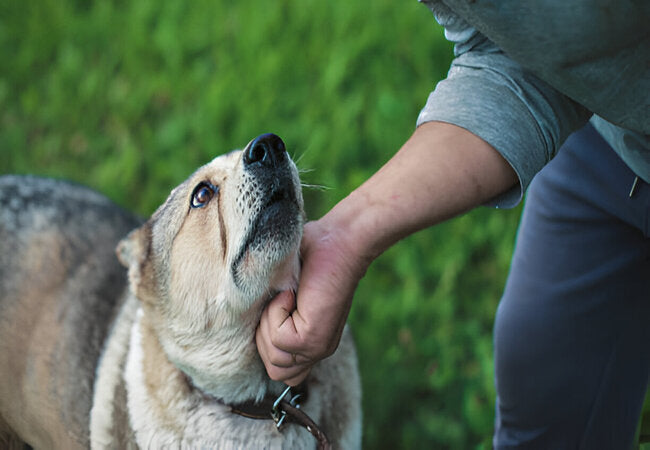 Adopting a Dog with a History of Abuse in 2025 – Vet‑Approved Guide to Healing Trust & Building Confidence 🐾❤️
