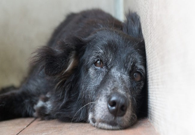 Adopting a Senior Dog in 2025: Vet Approved Guide to a Loving Forever Home 🐾❤️