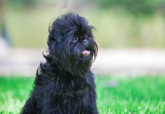 Affenpinscher Guide: Temperament, Care & Health Tips 🐶✨