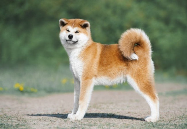 Akita Guide: Health, Training & Vet Care for the Proud Guardian 🐶✨