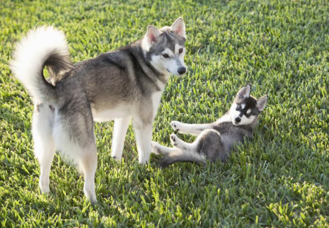 Alaskan Klee Kai Guide: Health, Training & Tips for Mini Huskies 🐶✨