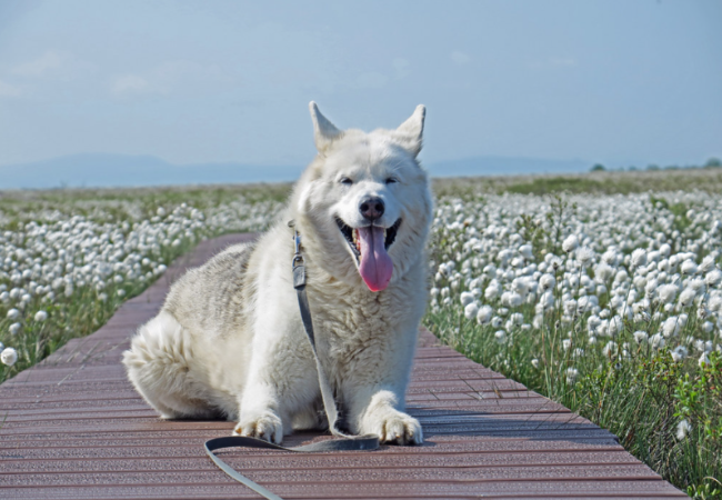 Alaskan Malamute Guide: Health, Training & Care for Loyal Companions 🐶✨