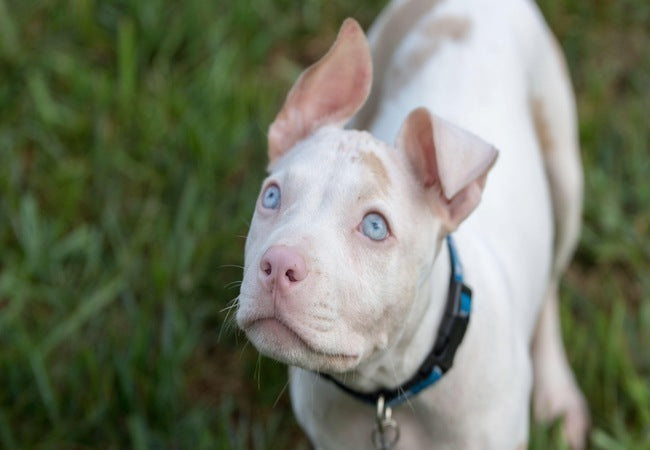 Albino Dogs: 2025 Vet-Approved Care Guide & Fascinating Facts 🐕❄️