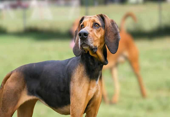 American English Coonhound: The Scent-Hunting Companion🐶✨