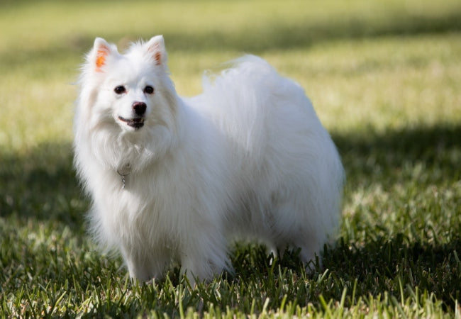American Eskimo Dog Guide: Health, Training & Lifestyle 🐶✨