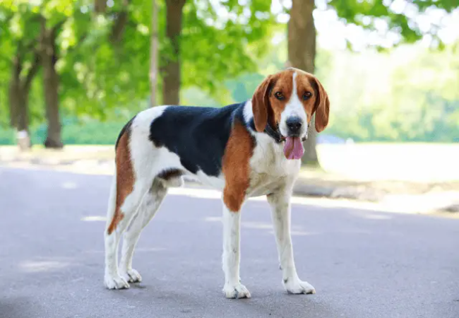 American Foxhound Guide: Health, Training & Care for the Scenthound 🐶✨
