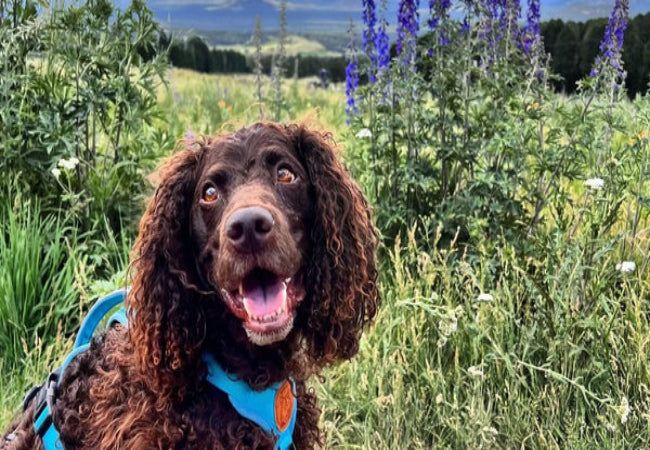 American Water Spaniel Guide: Health, Training & Lifestyle 🐶✨