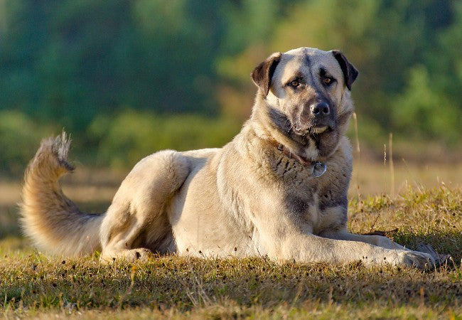 Anatolian Shepherd Guide: Health, Training & Care for the Guardian 🐶✨