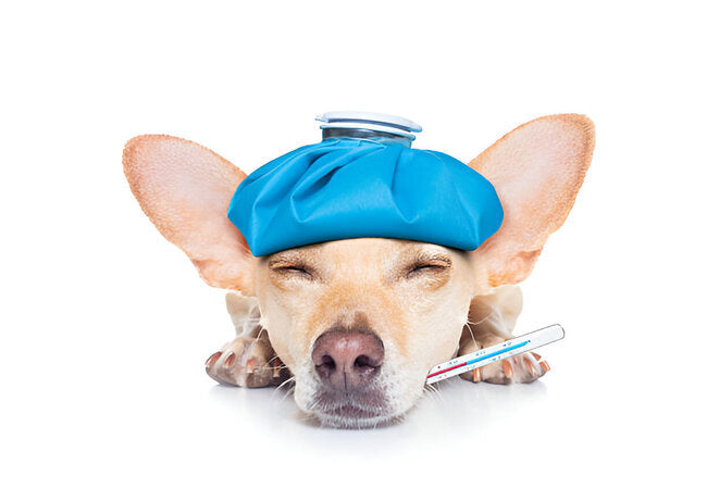 Antifreeze Poisoning in Dogs (2025): Vet-Approved Emergency Signs & Care 🚨🐶