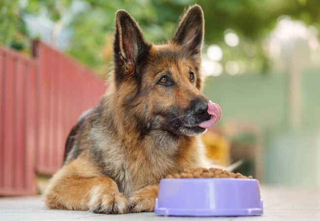 Appetite Stimulants for Dogs in 2025: Vet Backed Guide to Boost Eating🐾