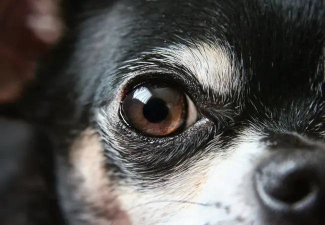 Are Dogs Colorblind? Vet-Approved Canine Vision Truth 2025 🐶🎨