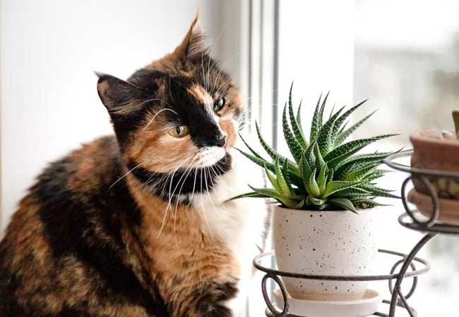 Succulents & Pet Safety (2025): Vet-Approved Toxicity Guide 🐶🐱