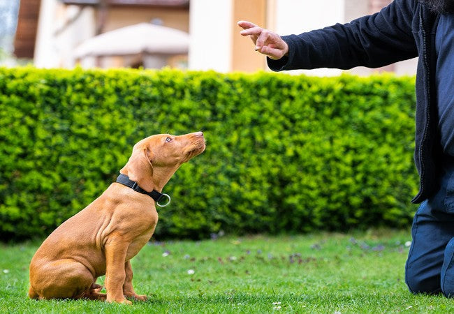 Training or Bribing? 2025 Vet Tips for Reliable Behavior 🐶 Ask A Vet