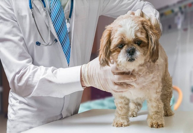 Ascites in Dogs – Vet Approved Causes, Symptoms & Treatment 2025 📅🐶