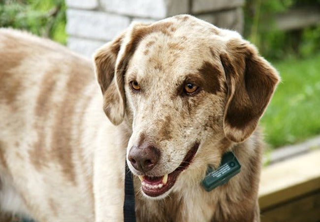 🦴🧠 Atlantoaxial Instability in Dogs Causes, Symptoms & Treatments (2025 Guide) 🐶💊