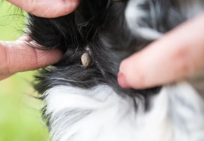 Bartonellosis in Dogs: Vet-Approved Causes, Symptoms & Treatments (2025 Guide) 🐶💊