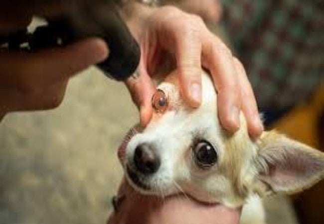 Vet Guide to Corneal Dystrophies in Dogs 2025 🐶👁️