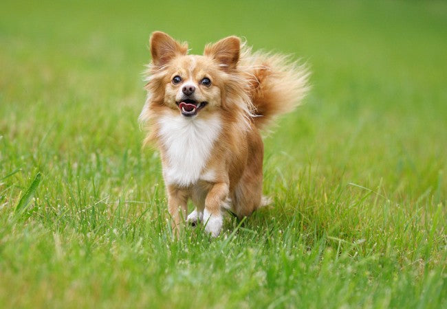 Vet-Approved Guide: 3 Essential Dog Commands for Visiting Family in 2025 🏡🐶