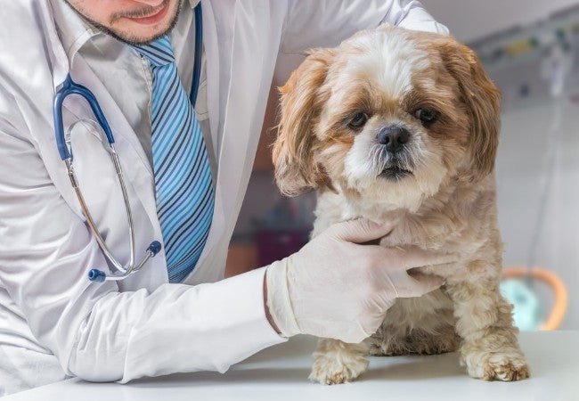 Atrial Premature Complexes in Dogs: 2025 Vet Guide 🩺🐾