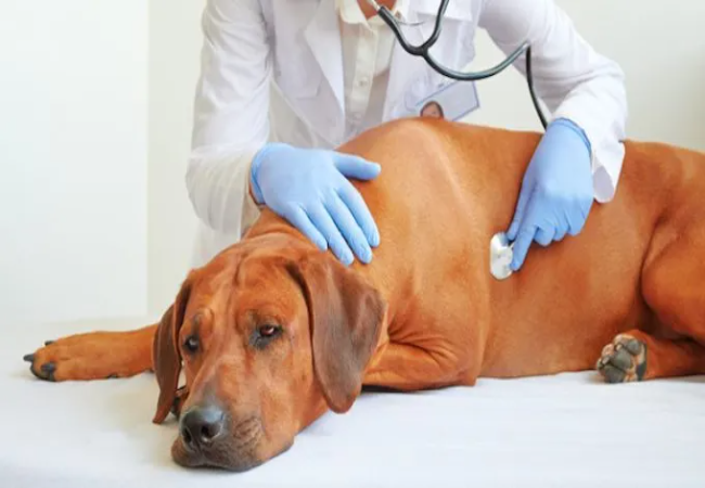 Atrioventricular (First‑Degree) Block in Dogs: 2025 Vet Guide 🩺🐾