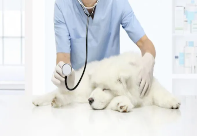 Atrioventricular (Mobitz I) Heart Block in Dogs: 2025 Vet Guide 🩺🐾