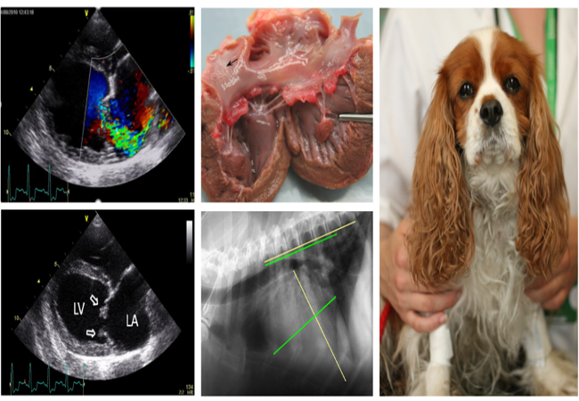 Atrioventricular Valve Dysplasia in Dogs: 2025 Vet Guide 🩺🐶