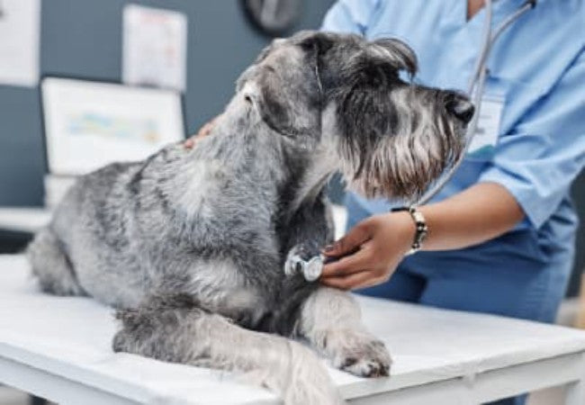 Atrioventricular Valve Endocardiosis in Dogs: 2025 Vet Guide 🩺🐶
