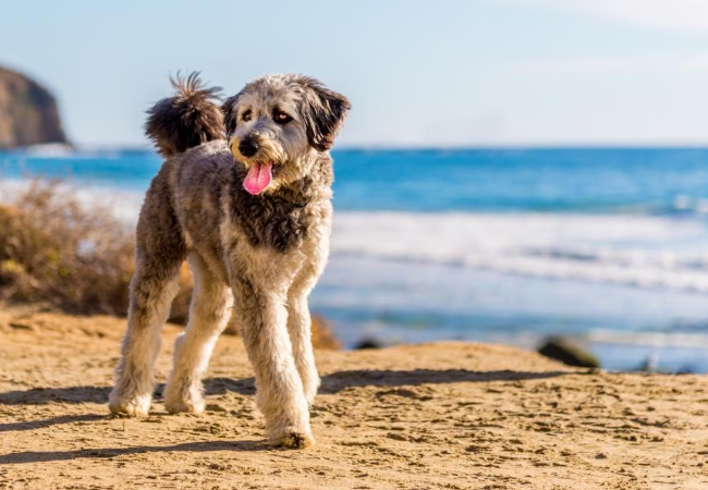 Aussiedoodle Guide: Care, Health & Training for Smart, Energetic Dogs 🐶✨