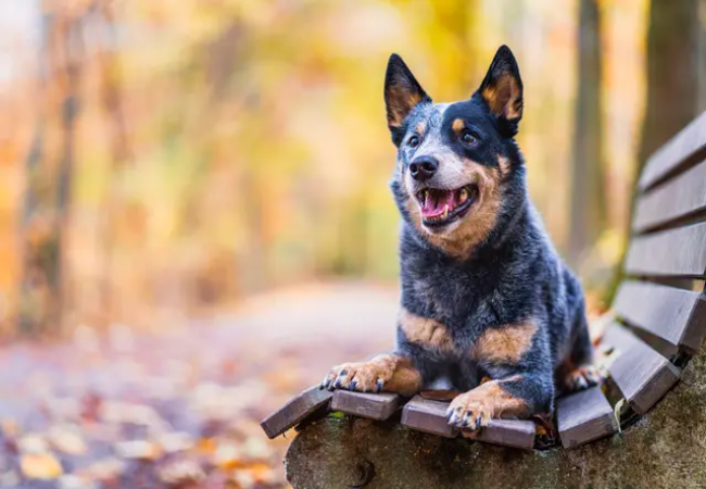 Australian Cattle Dog Guide: Care, Training & Health Tips 🐶✨