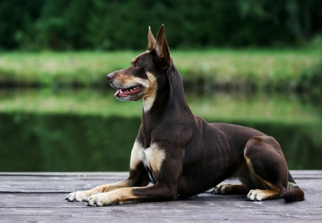 Australian Kelpie Guide: Care, Training & Health for the Energetic 🐶✨