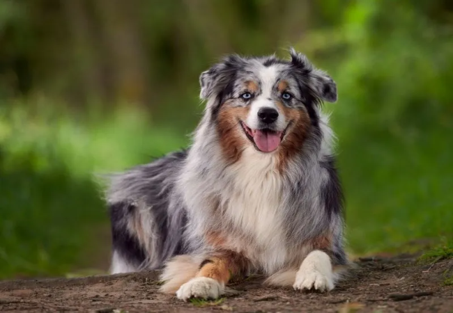 Australian Shepherd Guide: Health, Training & Lifestyle Tips 🐶✨