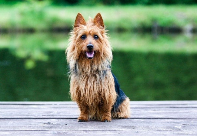 Australian Terrier Guide: Care, Training & Health for the Spirited 🐶✨