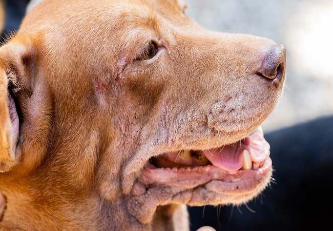 🧬🐾 Autoimmune Diseases in Dogs Causes, Symptoms & Treatments (2025 Guide) 🐶💊