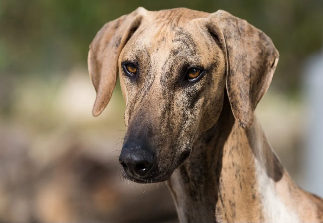 Azawakh Guide: Care, Training & Health for the Elegant Sighthound 🐶✨