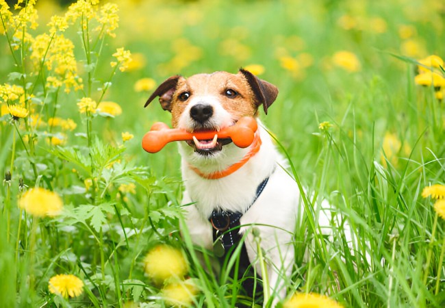 BPA Free & Nontoxic Dog Toys: A Vet-Approved Guide for 2025 🩺🐶