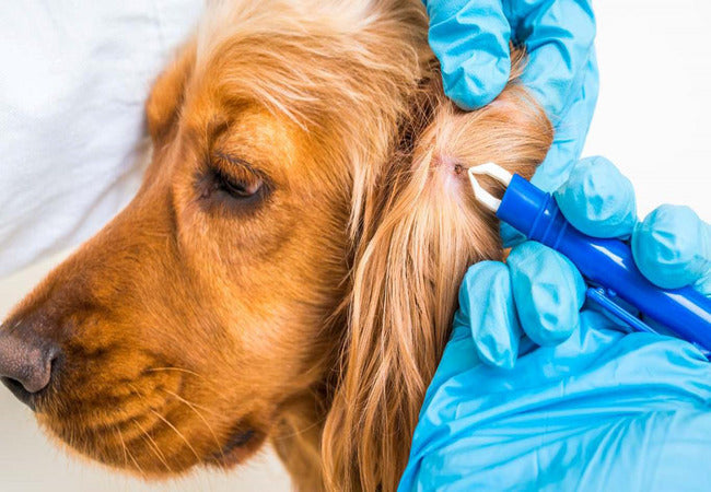 🦠🐶 Babesiosis in Dogs Causes, Symptoms & Treatments (2025 Guide) 🐾💊