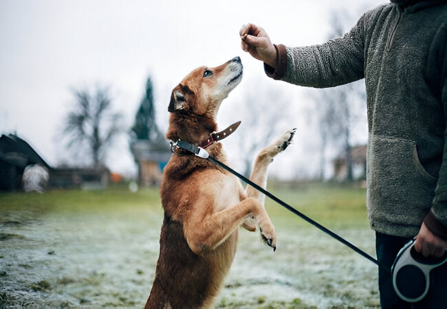 Balanced Dog Training vs Positive Reinforcement in 2025 – Vet‑Appr…