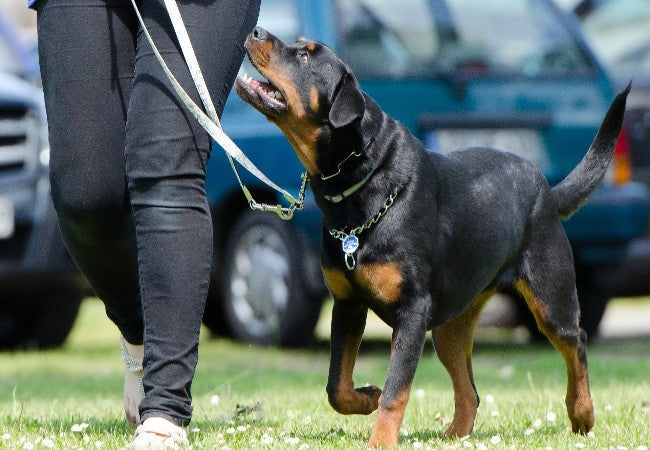 Balanced vs Positive Reinforcement Training 2025: Vet Guide to Effective Techniques 🐶🎓