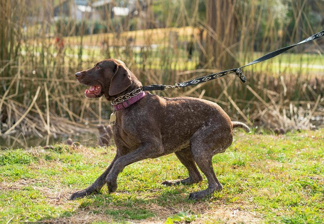 Balanced vs. Positive Reinforcement Training in 2025: Vet‑Backed Insights for a Healthy Bond 🐶🤝