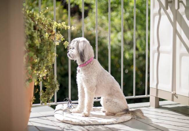 Balcony Safety for Pets: 2025 Vet-Approved Guide to High-Rise Hazards 🐕🐈