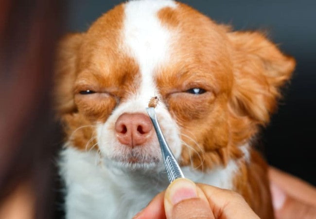 Bartonellosis in Dogs: Vet-Approved Causes, Symptoms & Treatments (2025 Guide) 🐶💊