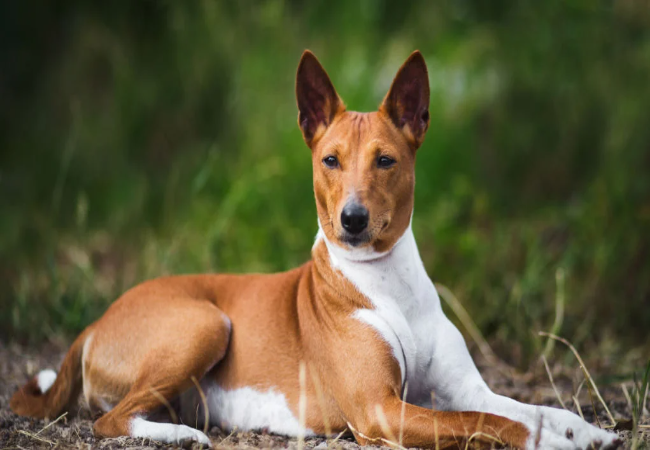 Basenji Guide: Care, Temperament, Health & Tips for the Barkless 🐶✨