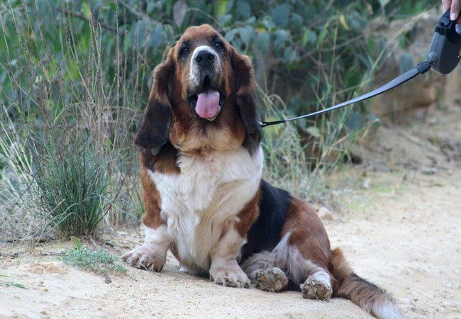 Basset Hound Guide: Care, Temperament, Health & Owner Tips 🐶👂✨