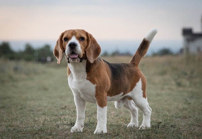 Beagle Guide: Care, Temperament, Training & Health 🐶👃