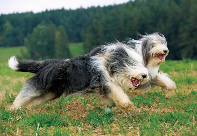 Bearded Collie Guide: Care, Temperament, Training & Health 🐶✨