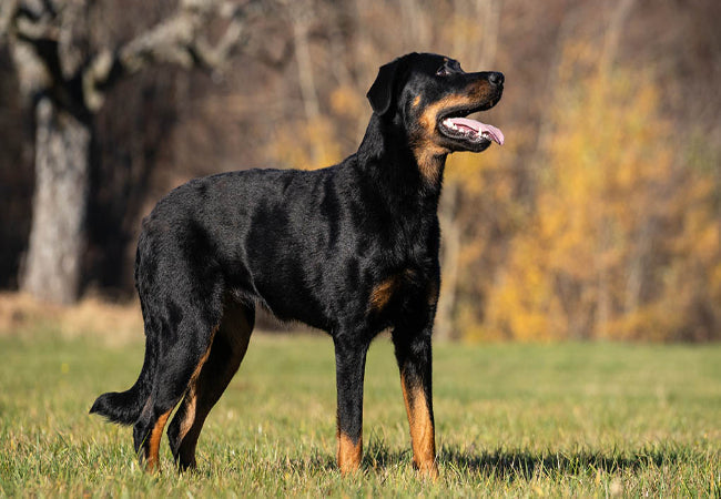 Beauceron Guide: Care, Temperament, Training & Health 🐶🛡️