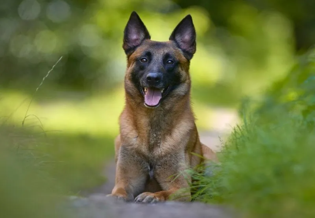Belgian Sheepdog 2025 Guide: Care, Training & Temperament 🐶✨