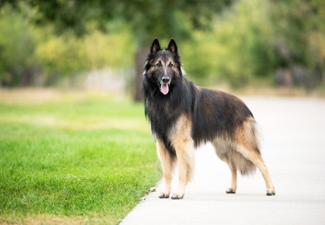 Belgian Tervuren 2025 Guide: Care, Exercise & Temperament 🐶✨