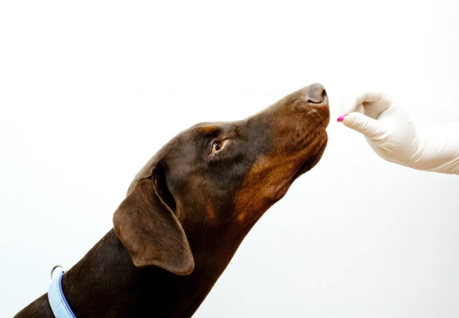 Benadryl for Dogs –  2025 Vet Approved Uses, Dosing & Safety Guide 💊🐶